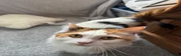 British Longhair cats for sale: Kittens  in Haltwhistle - Advert 28