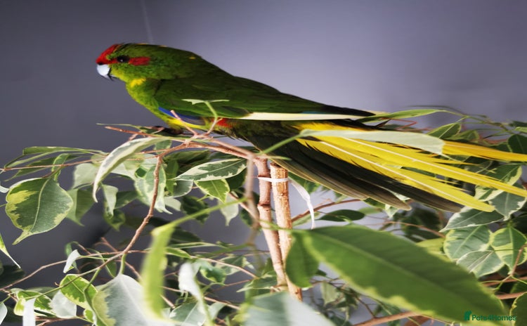 Budgerigars birds - Advert 1