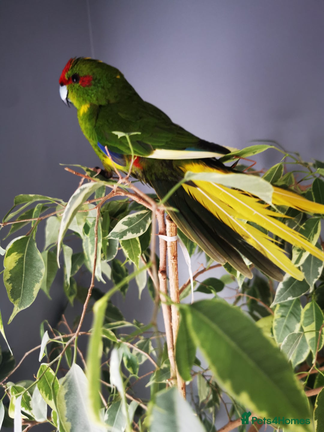 Budgerigars birds for sale: Birds  - Image 1