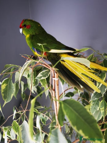 Budgerigars birds - Advert 2