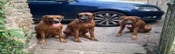 Rhodesian Ridgeback dogs for sale: Rhodesian Ridgebacks: Exceptional, 4th Generation - Advert 21