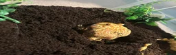 Frog reptiles for sale: Apricot Horned Frog - Advert 4
