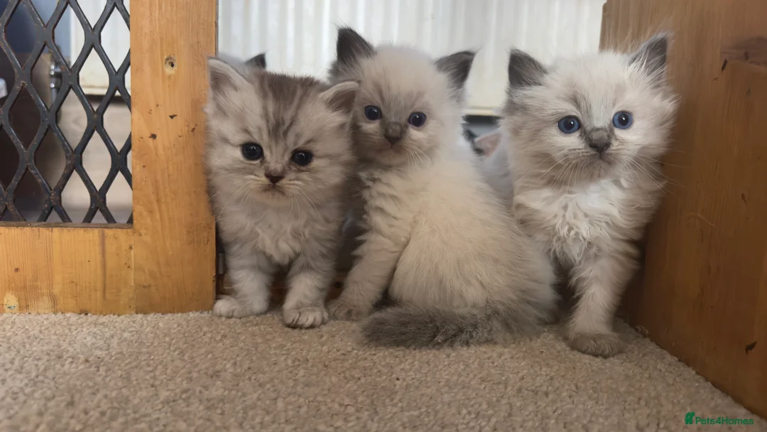 Ragdoll cats for sale: Beautiful ragdoll kittens  - Advert 1