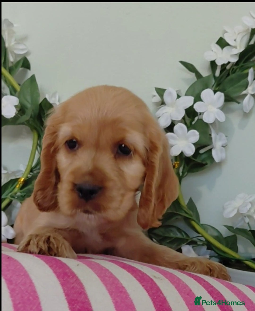 Cocker Spaniel dogs for sale: Ready today KC Show Winning Breeding - Image 16