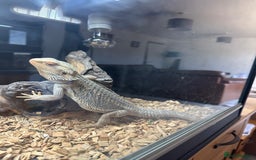 Bearded Dragon reptiles for sale: 2 x bearded dragons (brothers)  - Image 4