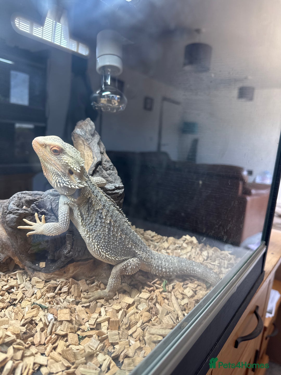 Bearded Dragon reptiles for sale: 2 x bearded dragons (brothers)  - Image 4