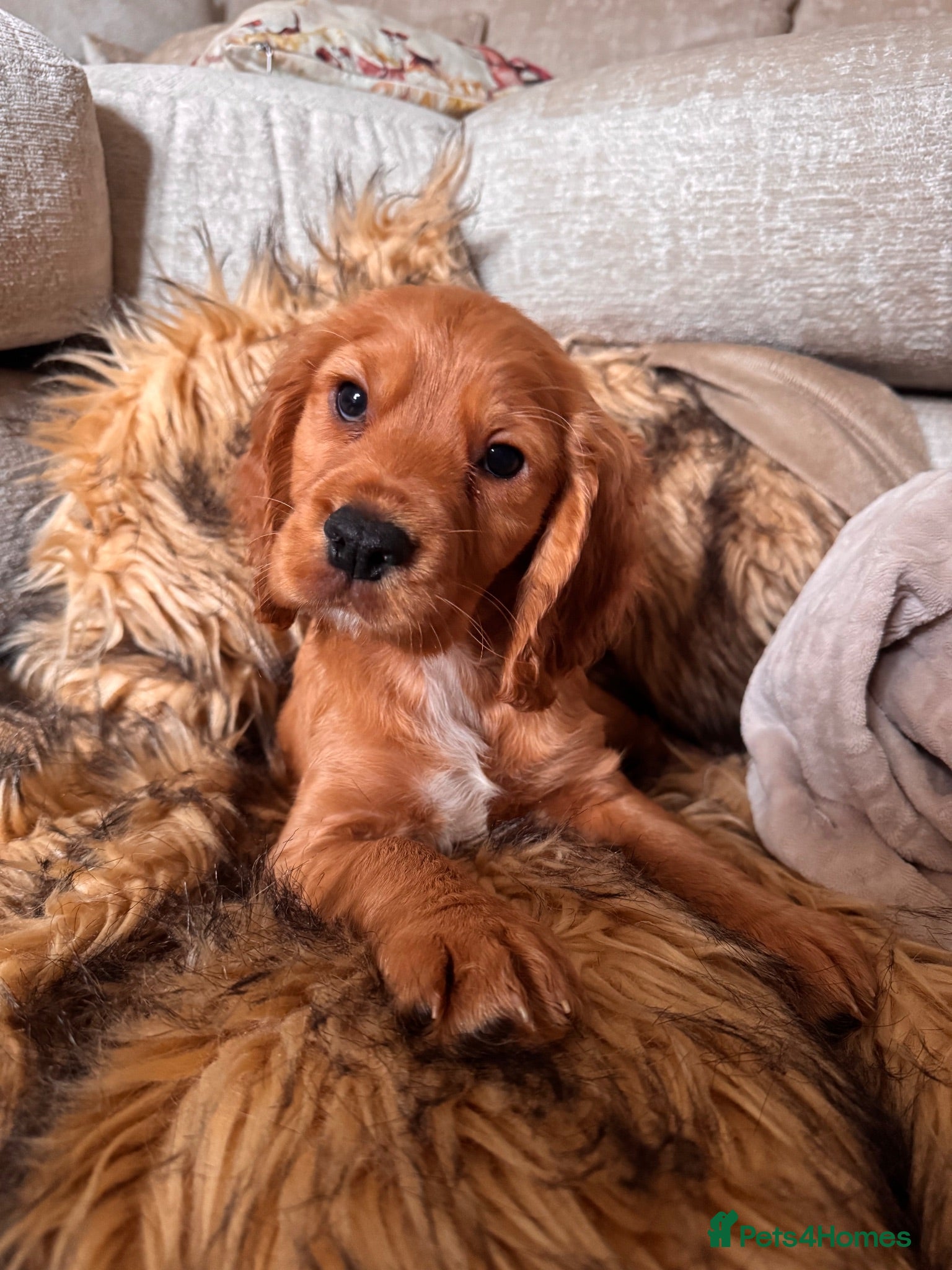 Cocker Spaniel dogs Last little boy looking for his new home  - Advert 1