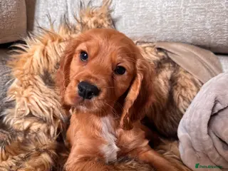 Cocker Spaniel dogs Last little boy looking for his new home - Advert 10