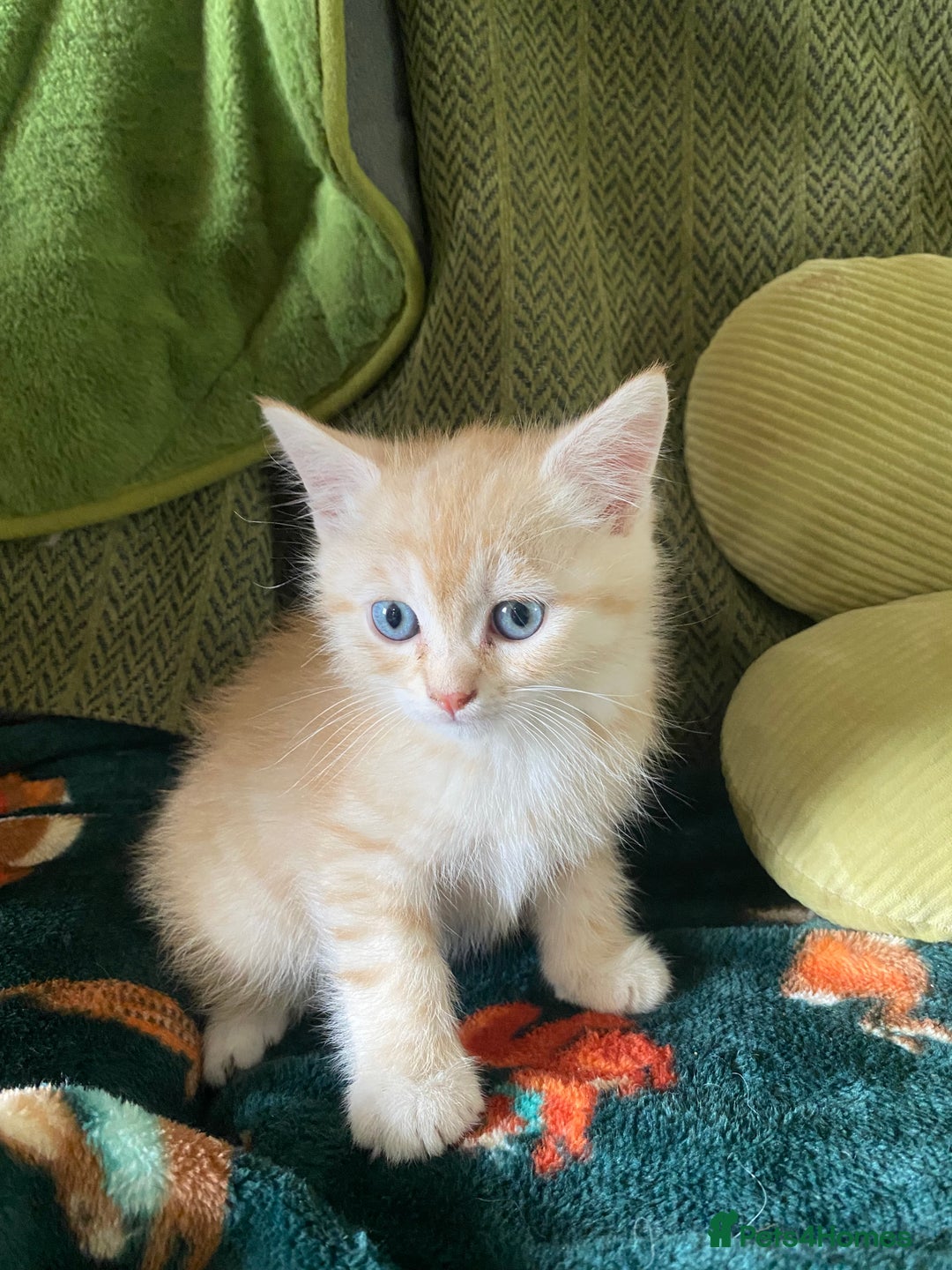 Mixed Breed cats for sale: Silver tabby and cream chinchilla kittens - Image 5