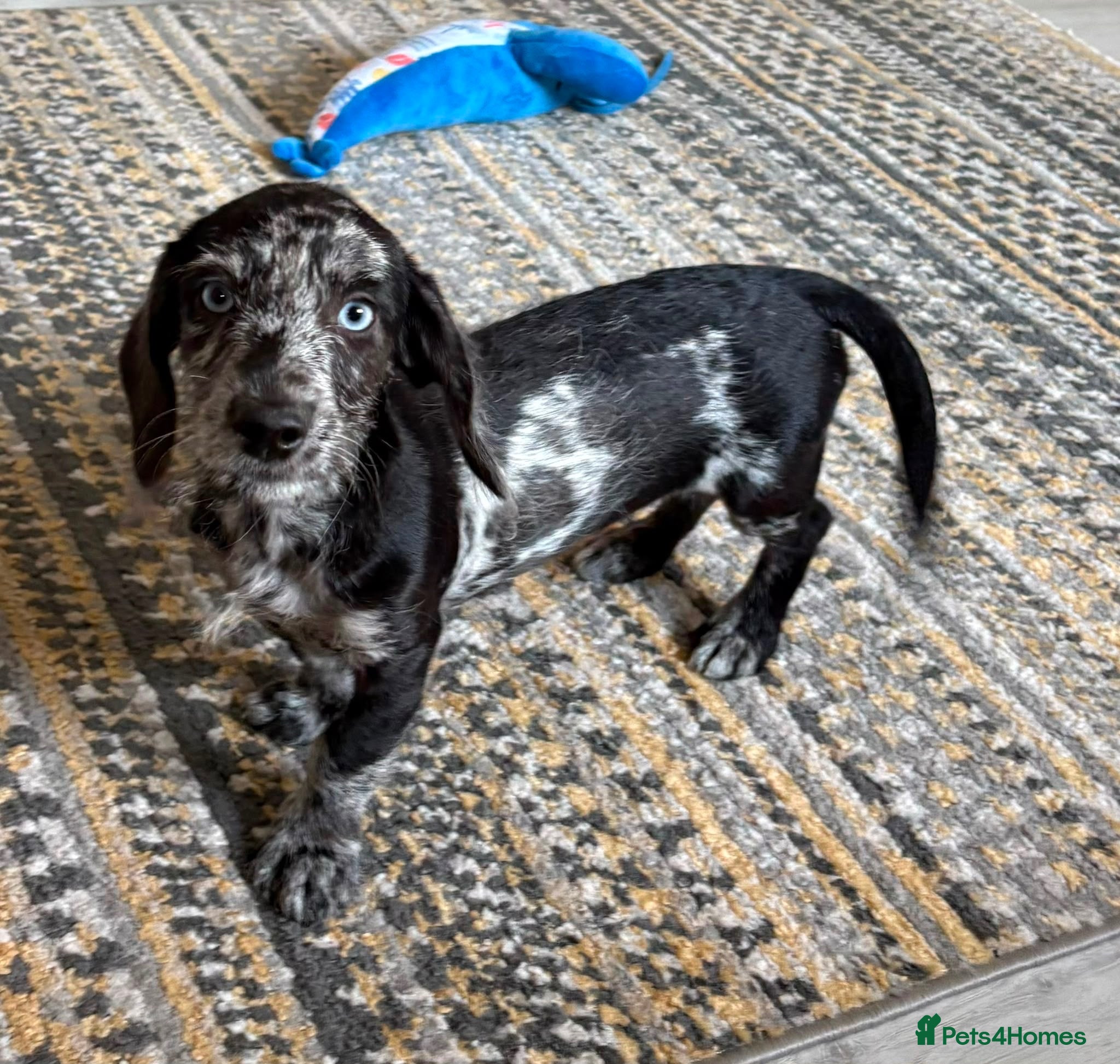 Mixed Breed dogs Fully vax READY NOW DOXIEPOO HEALTH TESTED PARENTS - Advert 2