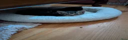 Mixed Breed cats for sale: Lovely variety pack of kittens  in Penzance - Advert 7