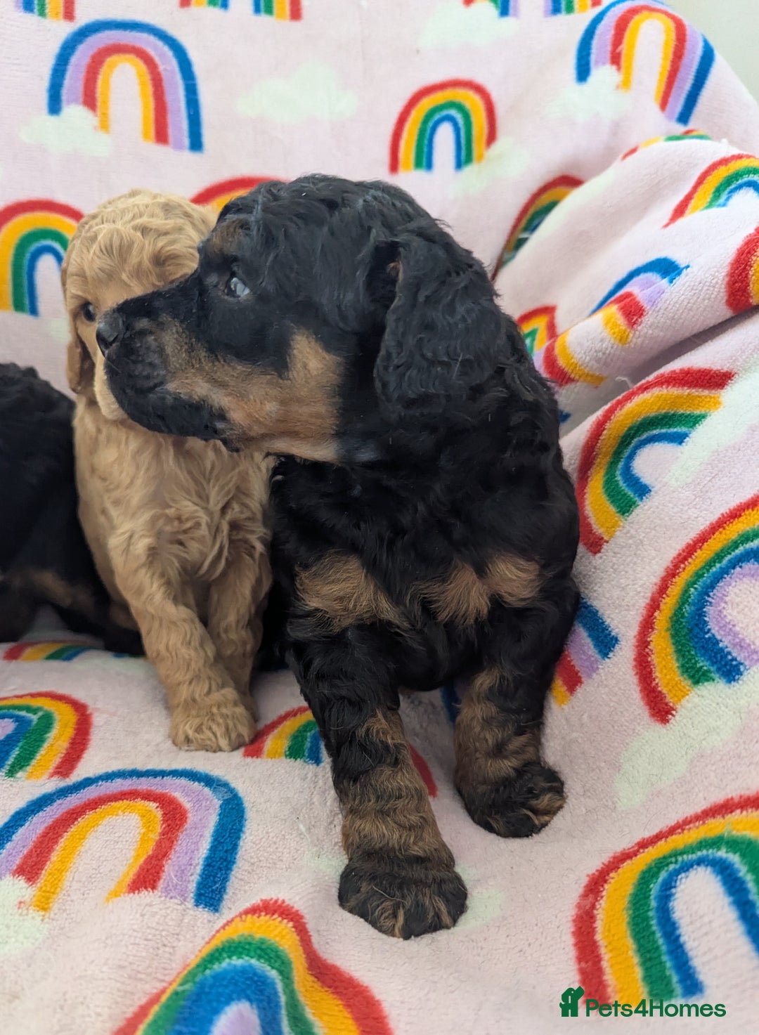 Miniature Poodle dogs for sale: Stunning Red & Phantom Poodles - Image 35