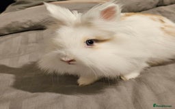 Lionhead rabbits for sale: 💫💫💫 Lionhead rabbits 💫💫💫 - Image 2