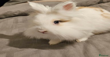 Lionhead rabbits - Advert 13