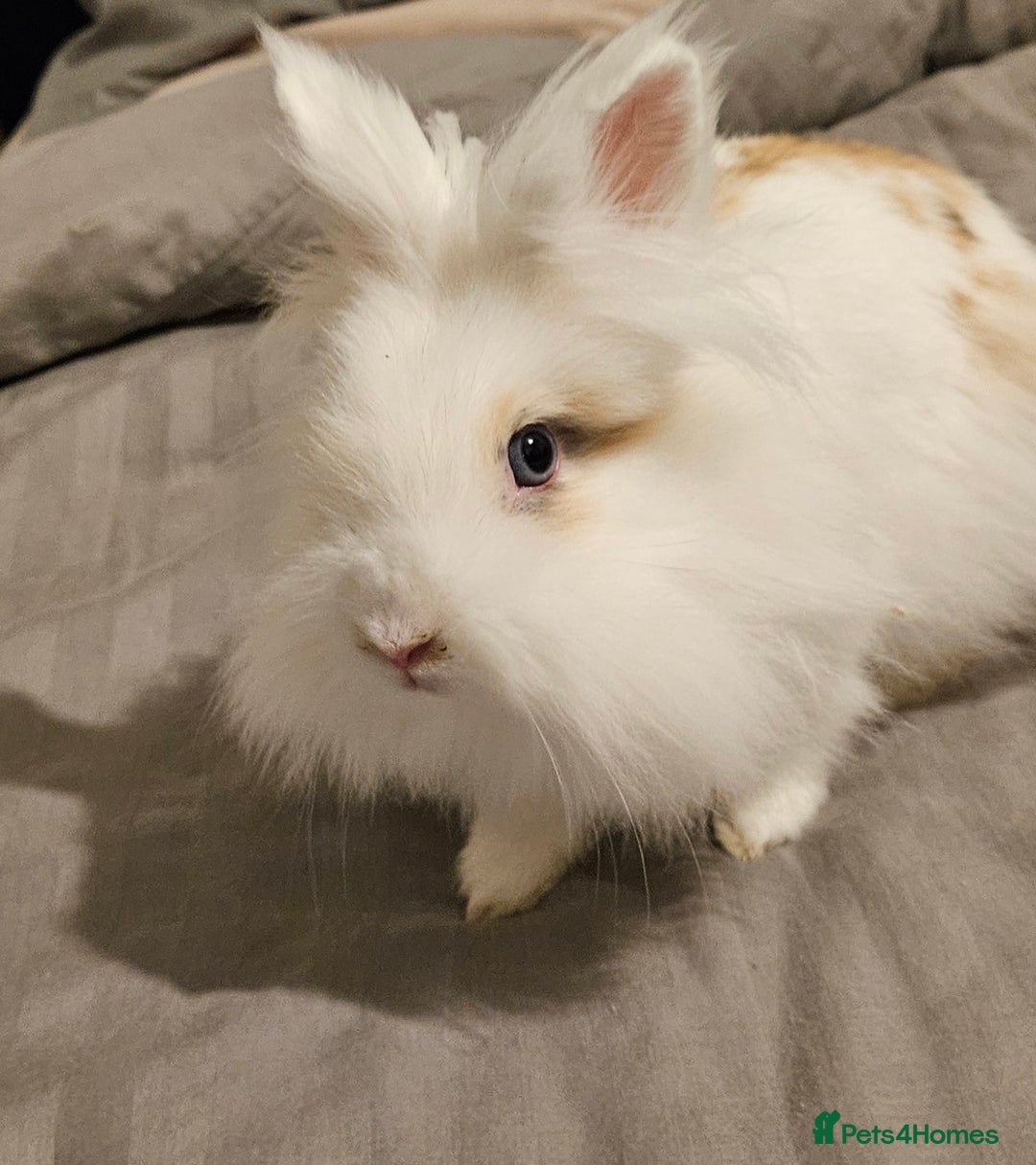 Lionhead rabbits for sale: 💫💫💫 Lionhead rabbits 💫💫💫 - Image 2