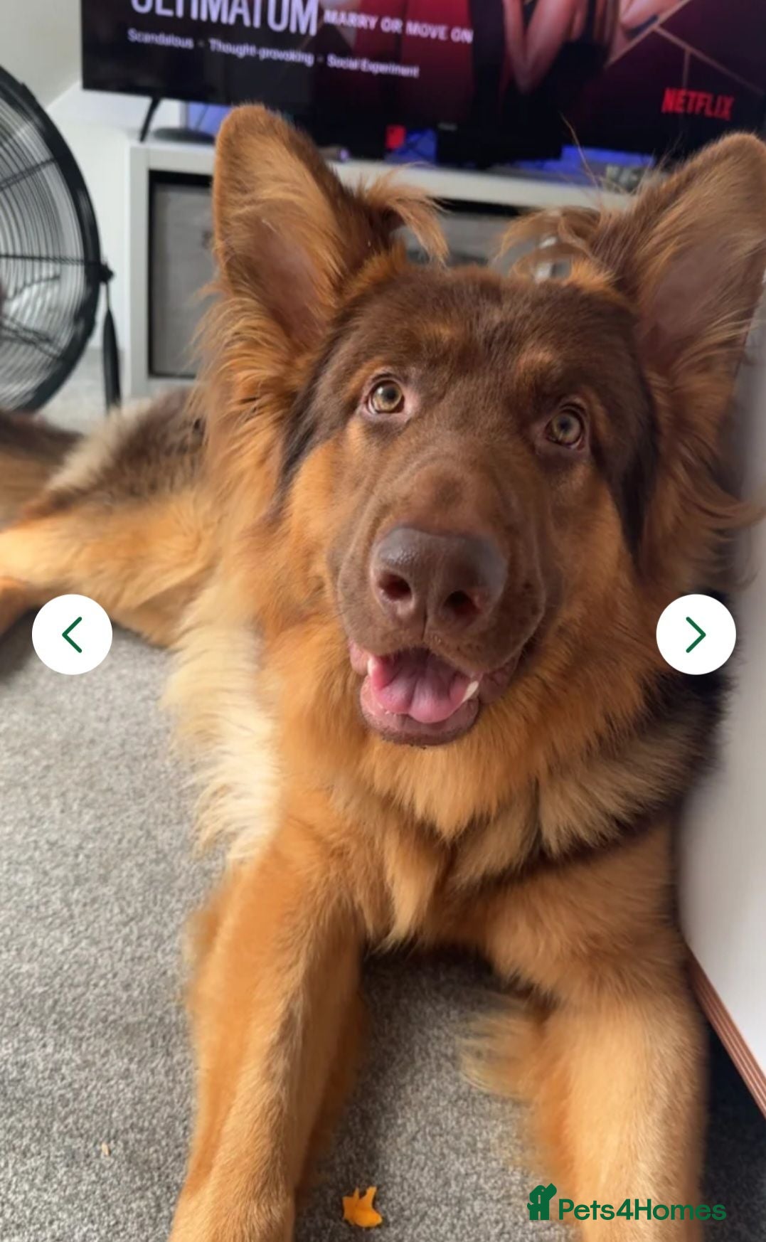 German Shepherd dogs Chase 2 year old  - Advert 1