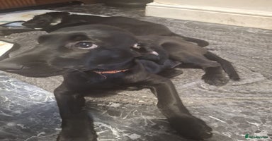 Mixed Breed dogs in Grimsby - Advert 7