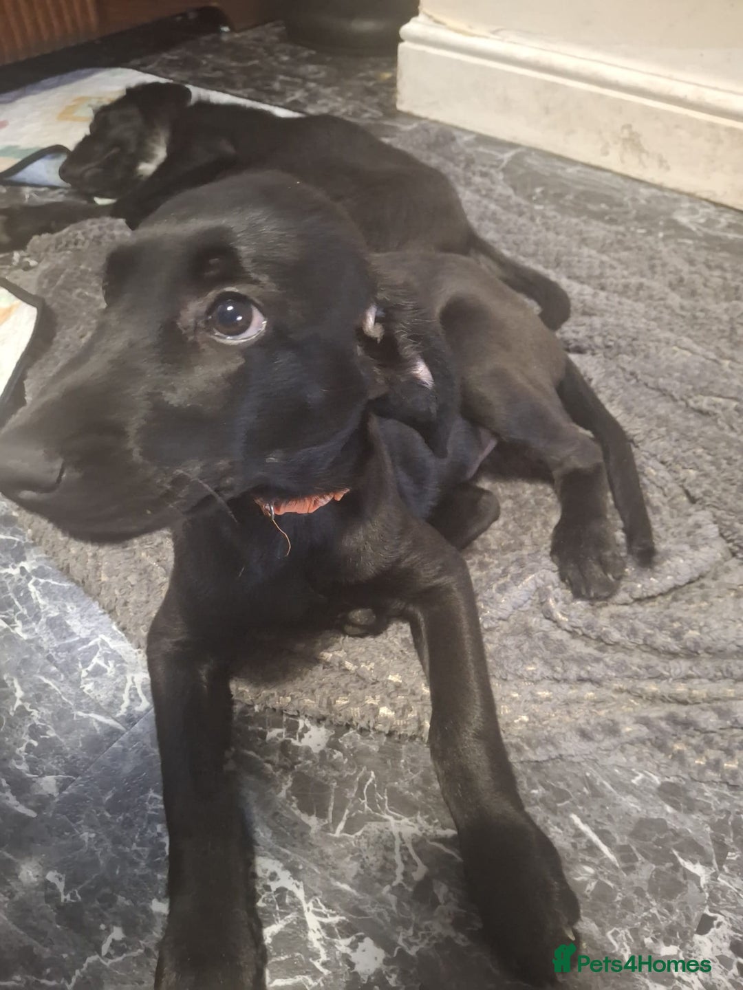 Mixed Breed dogs for sale: Puppies ready for their forever homes   in Grimsby - Image 3