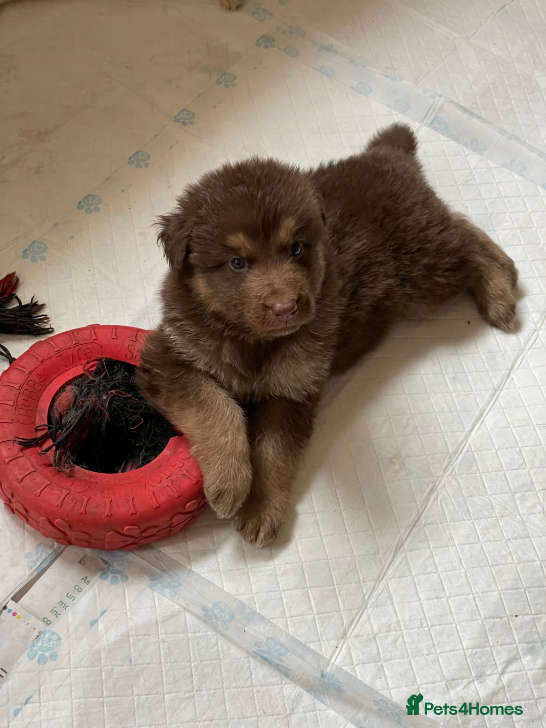 German Shepherd dogs for sale: German Shepherd rare colour pups available  - Image 5