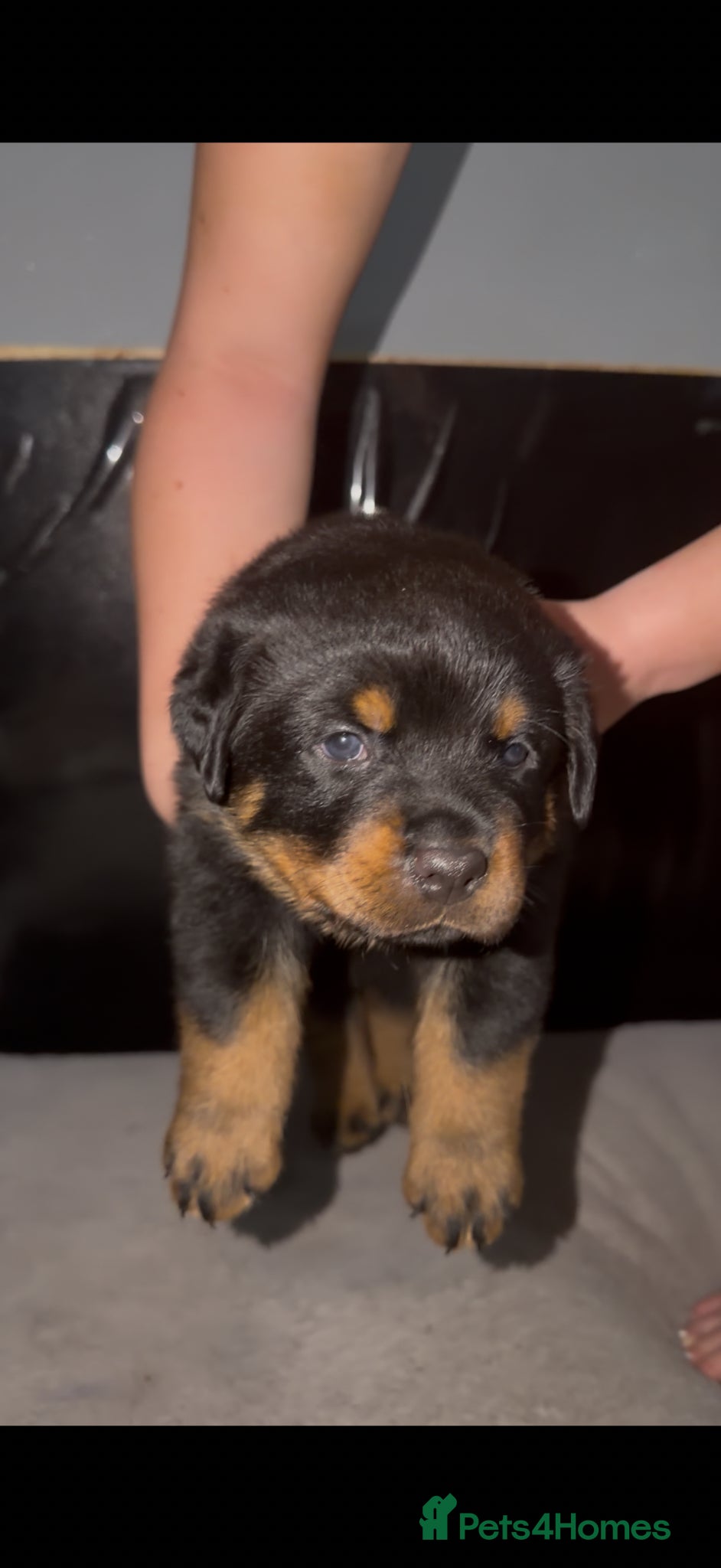 Rottweiler dogs Champion bloodline KC Rottweiler puppies  - Advert 4