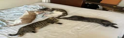 Mixed Breed cats for sale: Kittens looking new home  in London - Advert 8