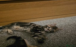 American Shorthair cats for sale: American Shorthair - Image 3