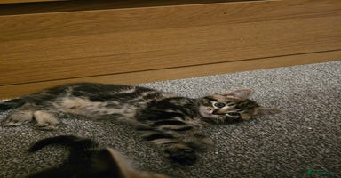 American Shorthair cats - Advert 12