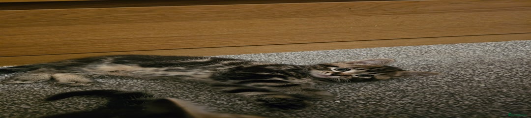 American Shorthair Kitten 1