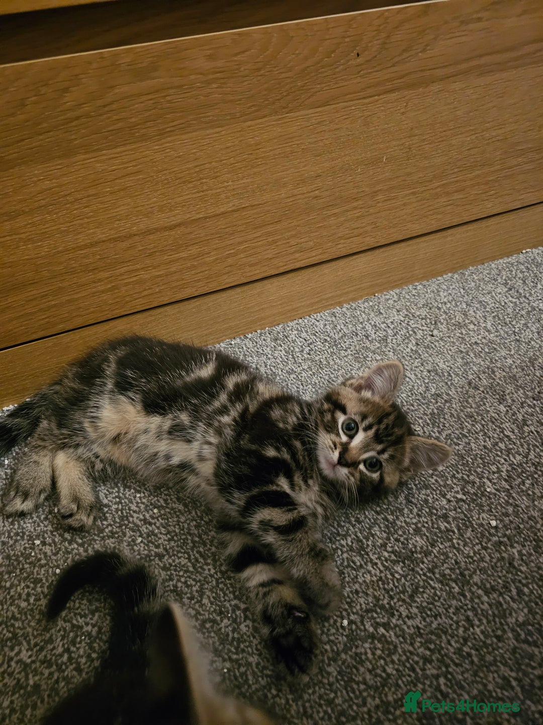 American Shorthair cats for sale: American Shorthair - Image 3