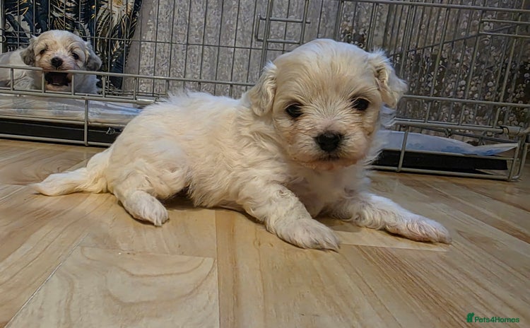 Mixed Breed dogs - Advert 1