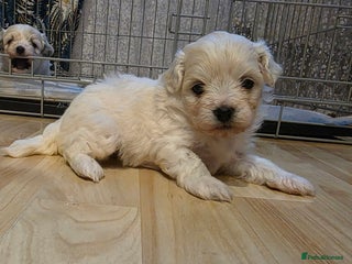 Mixed Breed dogs - Advert 2