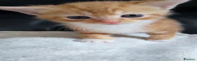 Ginger boy Breed 1
