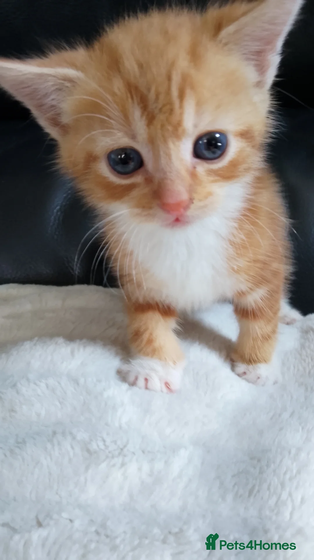 Mixed Breed cats for sale:  7 weeks old Gorgeous kittens  - Advert 2