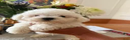 Bichon Frise dogs for sale: 🐶 Gorgeous Pedigree Bichon Frise ready to leave  - Advert 10