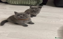 British Shorthair cats for sale: BEAUTIFUL BABY BLUE KITTENS  - Image 9