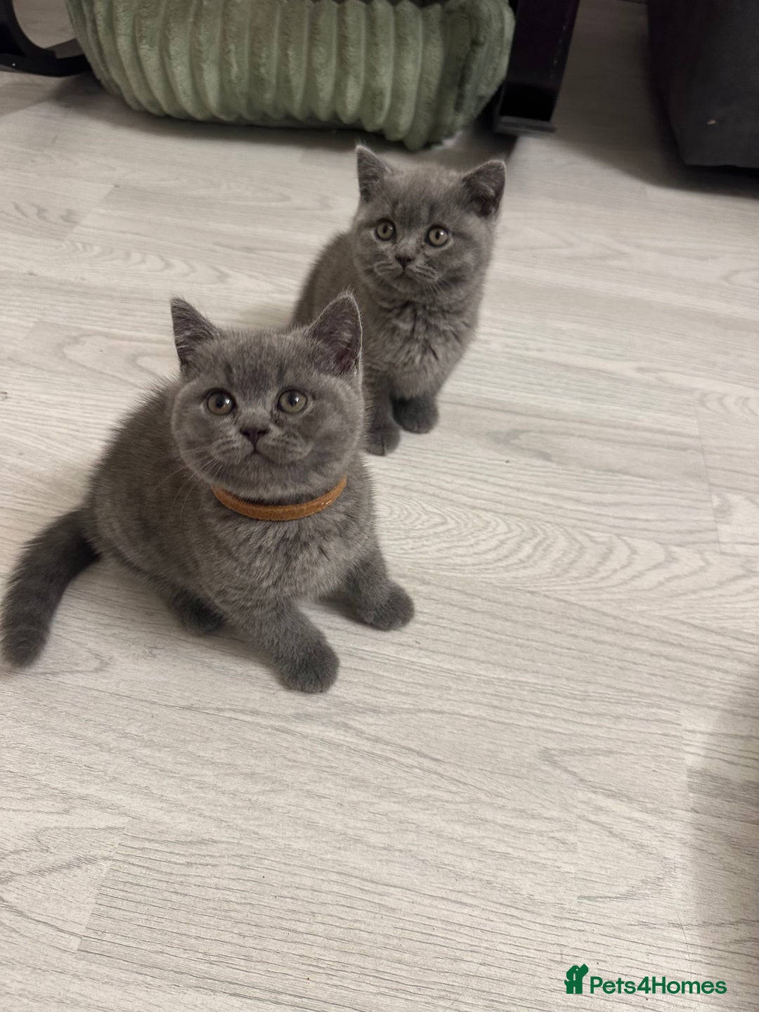 British Shorthair cats for sale: BEAUTIFUL BABY BLUE KITTENS  - Image 9