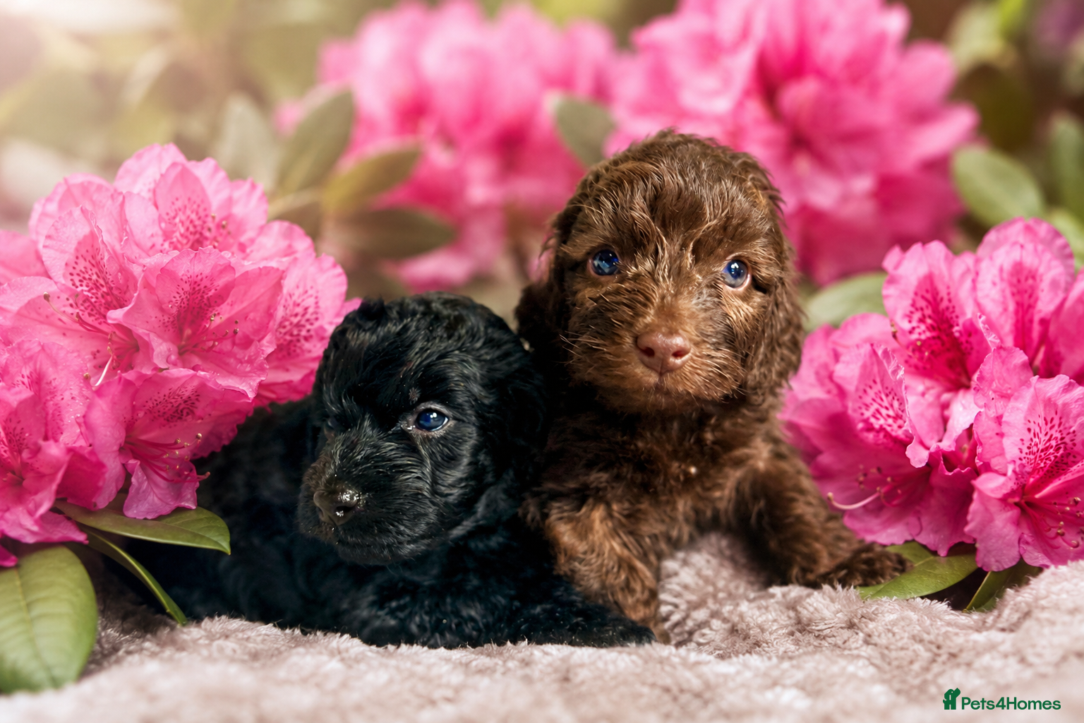 Cockapoo dogs Two Stunning Cockapoo Boys - Advert 1