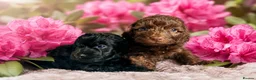 Cockapoo dogs for sale: Stunning Cockapoo Black  Boy - Advert 5