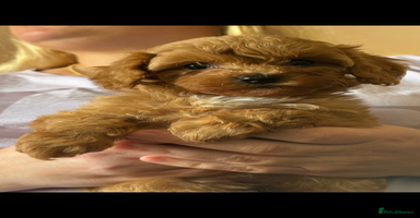 Cavapoo dogs - Advert 3