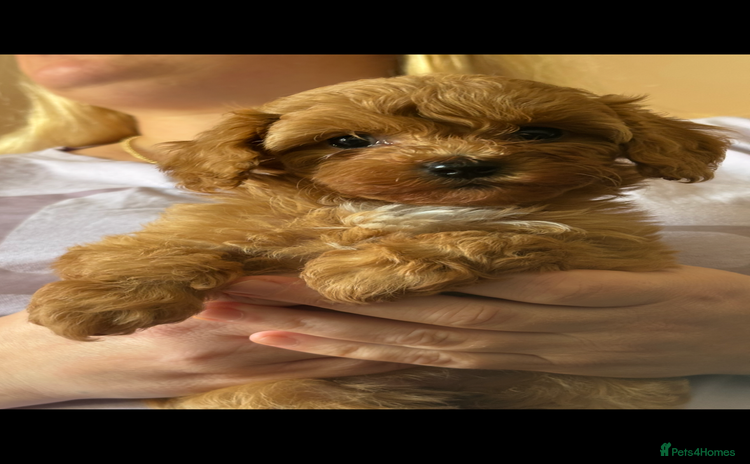 Cavapoo dogs - Advert 1