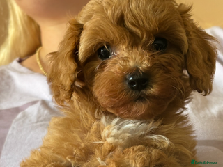 Cavapoo dogs - Advert 2