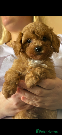 Cavapoo dogs - Advert 1