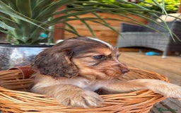 Cocker Spaniel dogs for sale: Beautiful Show Type KC registered Cocker Spaniels  - Image 29