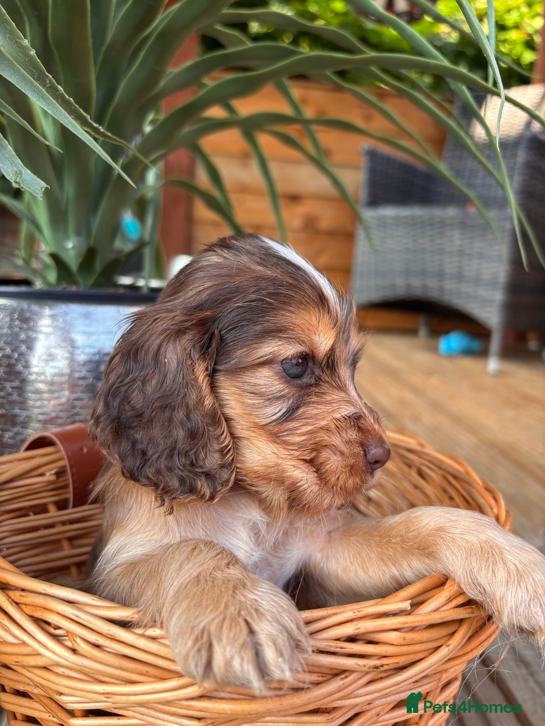 Cocker Spaniel dogs for sale: Beautiful Show Type KC registered Cocker Spaniels  - Image 29