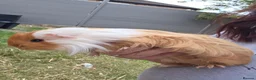 Guinea Pig rodents for sale: 2 Female Guinea Pigs in Newcastle upon Tyne - Advert 4