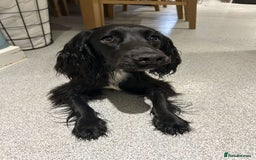Cocker Spaniel dogs for sale: Cocker spaniel  - Image 2