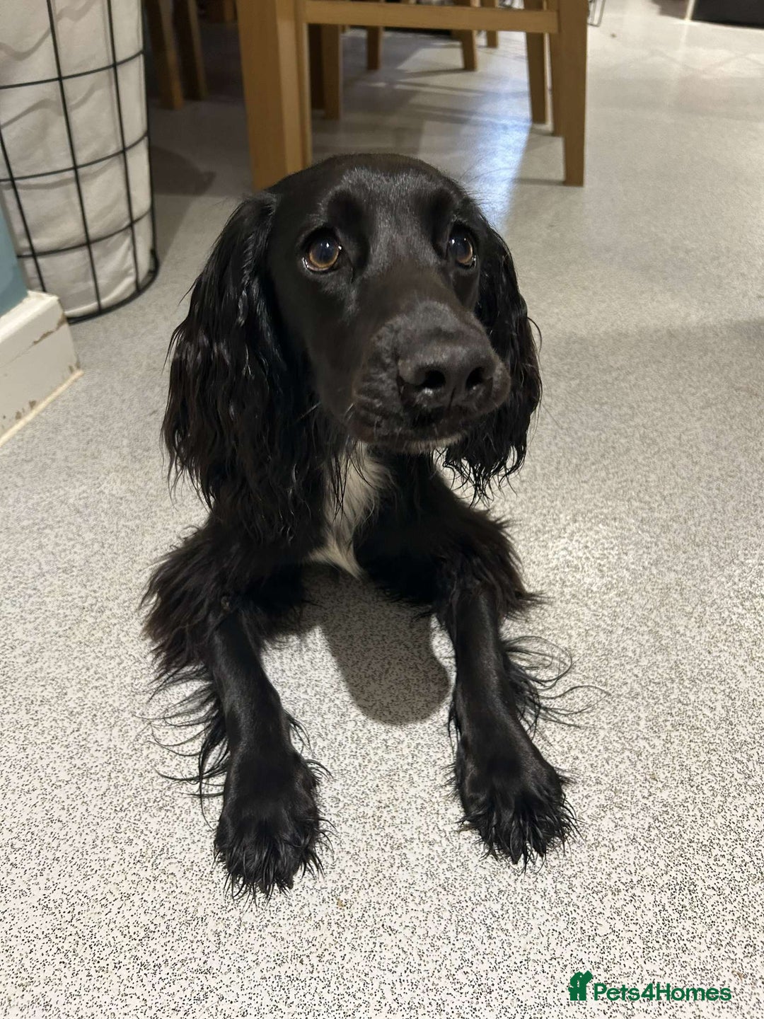 Cocker Spaniel dogs for sale: Cocker spaniel  - Image 2