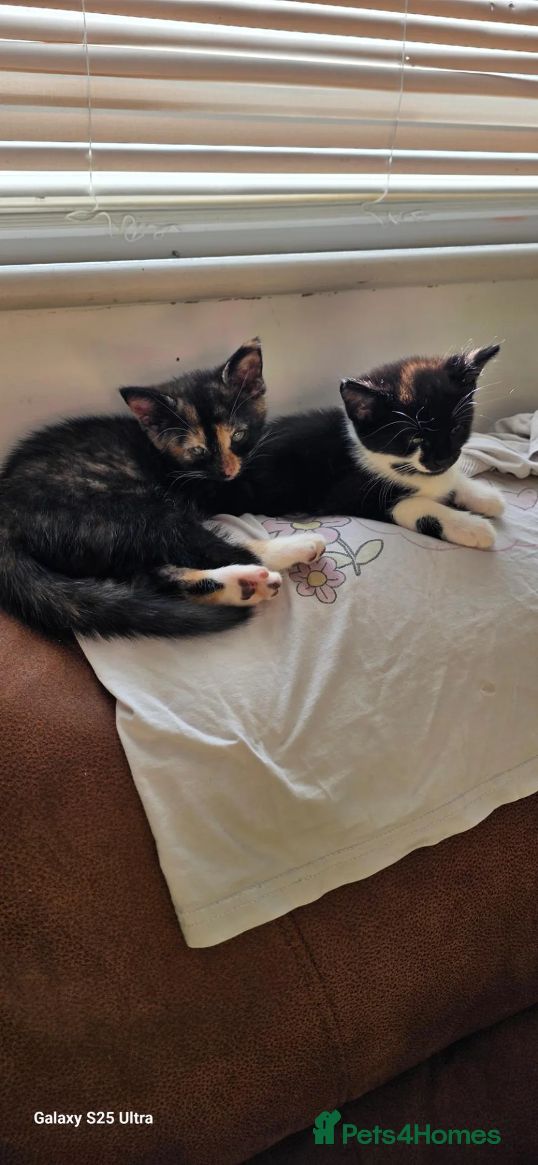 Mixed Breed cats for sale: 4 kittens  - Advert 8