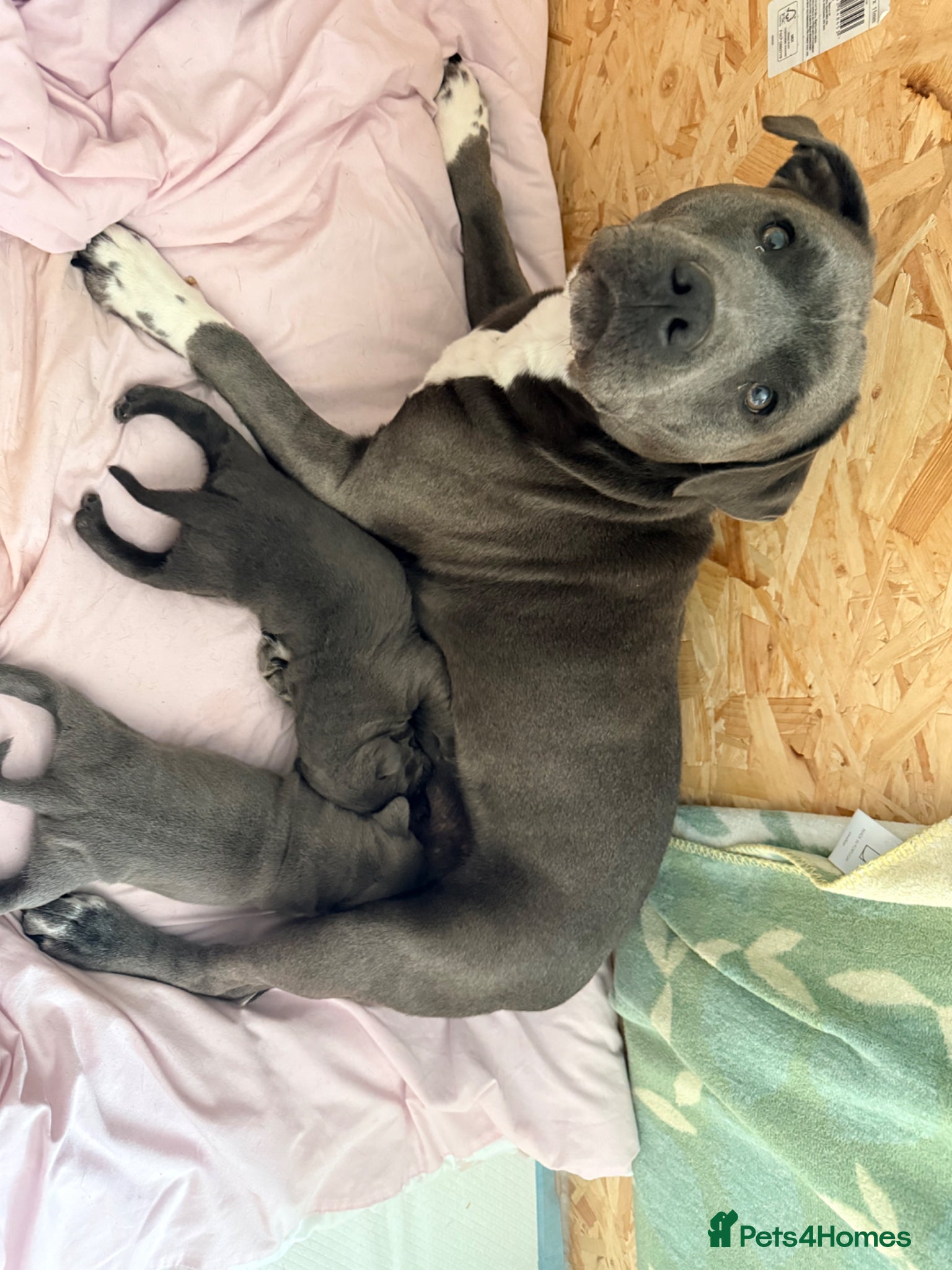 Staffordshire Bull Terrier dogs Outstanding Blue Staffordshire Bull Terrier Puppys - Advert 7