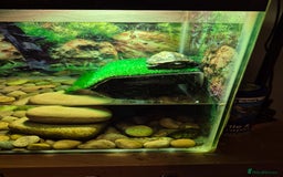 Turtle reptiles for sale: Reeves turtle  - Image 1